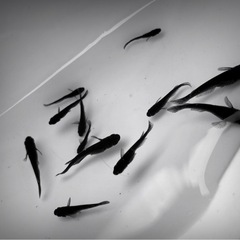 超.ブラックメダカ【オロチ】若魚💖メス⒋匹🖤オス⒉匹No.12の画像