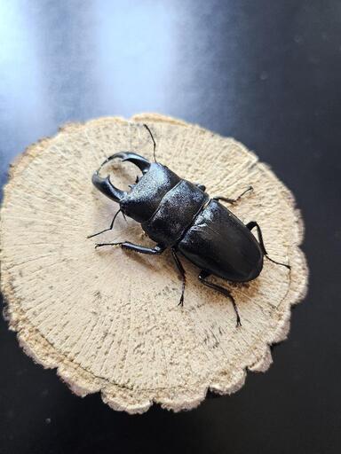 アマミヒラタクワガタ ♂♀ペア (samael33) 鶴川のその他の中古
