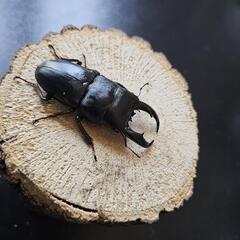アマミヒラタクワガタ ♂♀ペア①の画像
