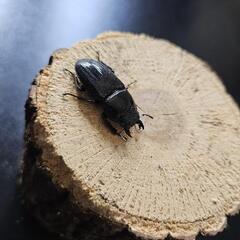 アマミヒラタクワガタ ♂♀ペア①の画像