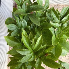 芍薬　シャクヤク　一重ピンク　駄温　８号鉢の画像