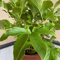 芍薬　シャクヤク　一重ピンク　駄温　８号鉢の画像