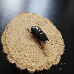 アマミヒラタクワガタ ♂♀ペア②の画像