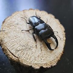 アマミヒラタクワガタ ♂♀ペア②の画像