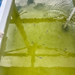 メダカ　飛輪の画像