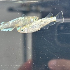 メダカ　飛輪の画像