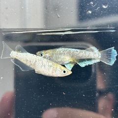 メダカ　飛輪の画像