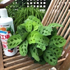 お取引決定しました　観葉植物⑤マランタの画像