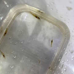 ミックスシュリンプ　10匹の画像