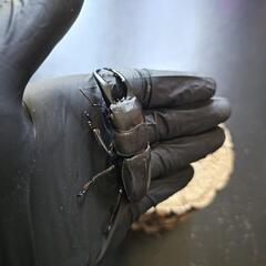 アマミヒラタクワガタ ♂♀ペア③の画像