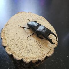 アマミヒラタクワガタ ♂♀ペア③の画像
