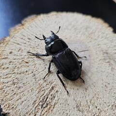 アマミヒラタクワガタ ♂♀ペア③の画像