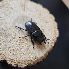 アマミヒラタクワガタ ♂♀ペア③の画像