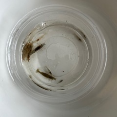 ミナミヌマエビ５匹プラスα  よつばさま専用