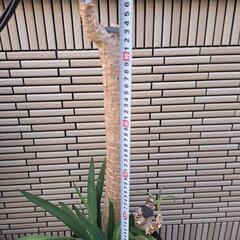 大型観葉植物　青年の木　ユッカ　植え替え済みの画像