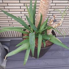 大型観葉植物　青年の木　ユッカ　植え替え済みの画像