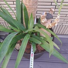 大型観葉植物　青年の木　ユッカ　植え替え済みの画像