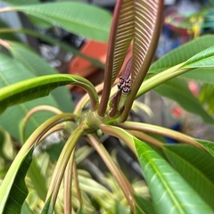 プルメリア　赤い花🌺の画像
