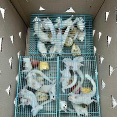 輸入　フクロモモンガ、ハリネズミ　販売
