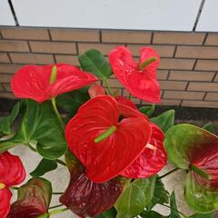 〖観葉植物〗アンスリウムの画像