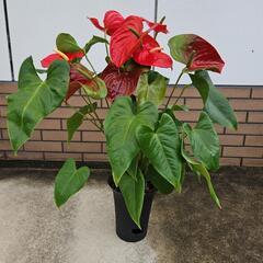 〖観葉植物〗アンスリウムの画像