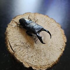 アマミヒラタクワガタ ♂♀ペア④の画像
