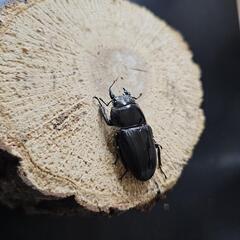 アマミヒラタクワガタ ♂♀ペア④の画像