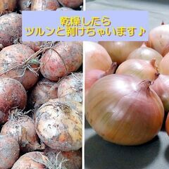 ご予約完売いたしました♪ありがとうございましたm(_ _)m訳あり！収穫したばかりの不揃い玉ねぎ♪１０K１０００円新タマネギの画像