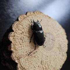アマミヒラタクワガタ ♂♀ペア⑥の画像