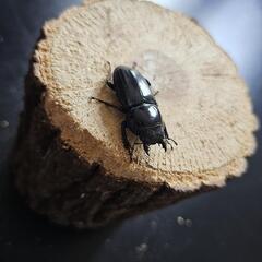 アマミヒラタクワガタ ♂♀ペア⑥の画像
