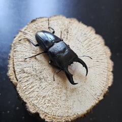 アマミヒラタクワガタ ♂♀ペア⑥の画像