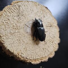 アマミヒラタクワガタ ♂♀ペア⑦の画像