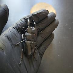 アマミヒラタクワガタ ♂♀ペア⑦の画像