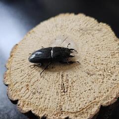 アマミヒラタクワガタ ♂♀ペア⑦の画像