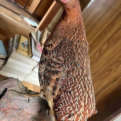 ◯ 高麗キジ　ライチョウ　キジ　コウライキジ　剥製　インテリア　置物　鳥　レトロの画像