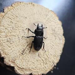アマミヒラタクワガタ ♂♀ペア⑧の画像