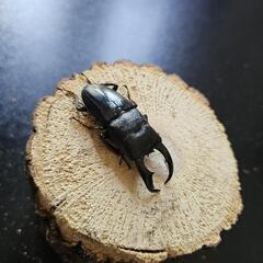 アマミヒラタクワガタ ♂♀ペア⑧の画像