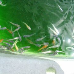 めだか-2025夏休みミックスの画像