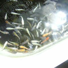 めだか-2025夏休みミックスの画像