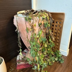 プランター？の画像