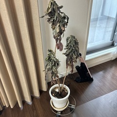 プランター？の画像