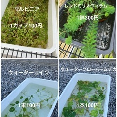 🌱水草無人販売所Open🌱　さいたま市岩槻区の画像