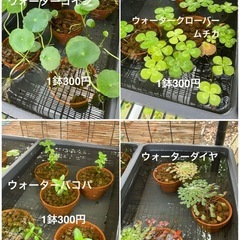 🌱水草無人販売所Open🌱　さいたま市岩槻区の画像