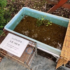 🌱水草無人販売所Open🌱　さいたま市岩槻区の画像