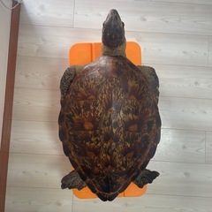 値下げしました！亀の剥製の画像