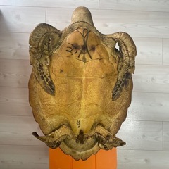 値下げしました！亀の剥製の画像