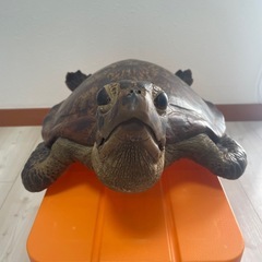 値下げしました！亀の剥製の画像