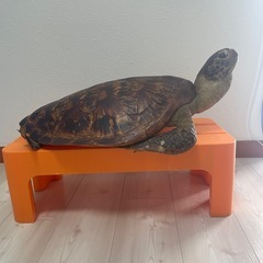 値下げしました！亀の剥製の画像