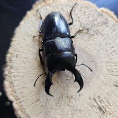 アマミヒラタクワガタ ♂単品の画像