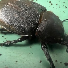 ヘラクレスオオカブト ♀単品 即ブリ可能。の画像